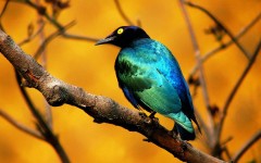 Desktop wallpaper. Animals. ID:34839