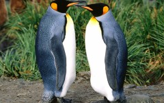 Desktop wallpaper. Animals. ID:34841
