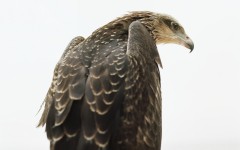Desktop image. Animals. ID:34849