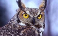 Desktop image. Animals. ID:34850
