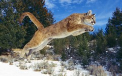 Desktop image. Animals. ID:34853