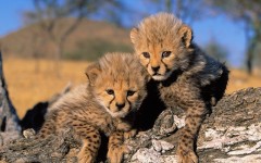 Desktop image. Animals. ID:34855