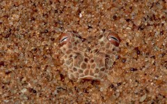 Desktop image. Animals. ID:34857