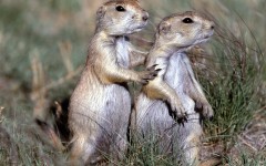 Desktop image. Animals. ID:34859