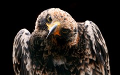 Desktop image. Animals. ID:34861