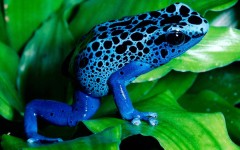 Desktop image. Animals. ID:34862