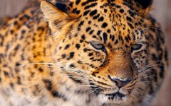 Desktop image. Animals. ID:34863
