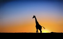 Desktop wallpaper. Animals. ID:34866