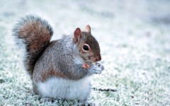 Desktop wallpaper. Animals. ID:52188