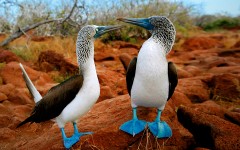 Desktop wallpaper. Animals. ID:34895