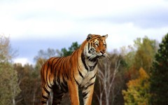 Desktop wallpaper. Animals. ID:34898