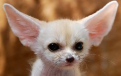 Desktop image. Animals. ID:34903