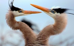 Desktop image. Animals. ID:34904