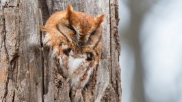 Desktop wallpaper. Animals. ID:100019