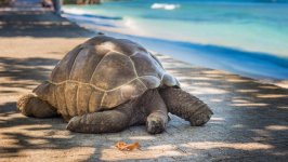 Desktop wallpaper. Animals. ID:99927