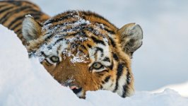 Desktop wallpaper. Animals. ID:99907