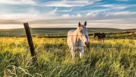 Desktop wallpaper. Animals. ID:99854