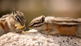 Desktop wallpaper. Animals. ID:99766