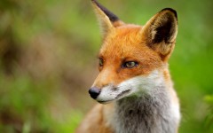 Desktop image. Animals. ID:34937
