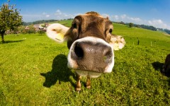 Desktop image. Animals. ID:34938