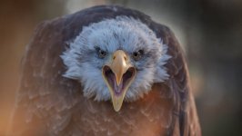 Desktop wallpaper. Animals. ID:99618