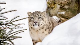 Desktop wallpaper. Animals. ID:99540