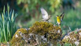 Desktop wallpaper. Animals. ID:99531