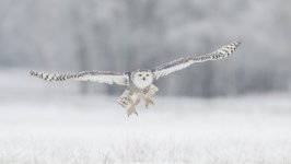 Desktop wallpaper. Animals. ID:99530