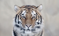 Desktop image. Animals. ID:34959