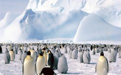 Desktop image. Animals. ID:34960