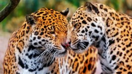 Desktop wallpaper. Animals. ID:99454