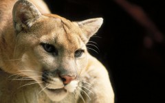 Desktop image. Animals. ID:34962