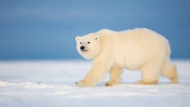 Desktop wallpaper. Animals. ID:99428