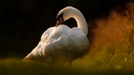 Desktop wallpaper. Animals. ID:99380