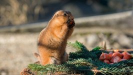 Desktop wallpaper. Animals. ID:99344