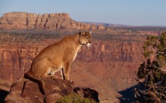 Desktop image. Animals. ID:34978