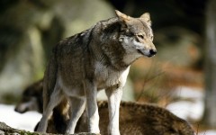 Desktop image. Animals. ID:34979