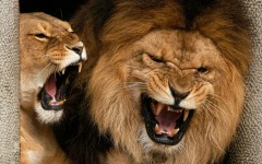 Desktop image. Animals. ID:34980