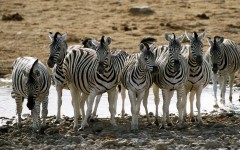 Desktop image. Animals. ID:34984