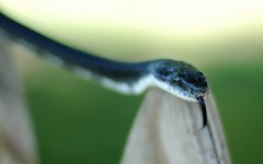 Desktop image. Animals. ID:34985