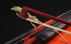 Desktop image. Animals. ID:34986