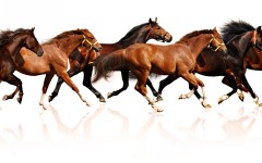 Desktop image. Animals. ID:34991