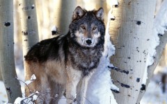 Desktop image. Animals. ID:34993