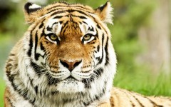 Desktop image. Animals. ID:34997