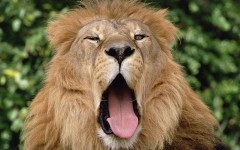 Desktop image. Animals. ID:34998