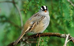 Desktop image. Animals. ID:35000