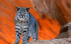 Desktop image. Animals. ID:35001