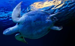 Desktop wallpaper. Animals. ID:35032