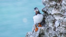 Desktop wallpaper. Animals. ID:99343