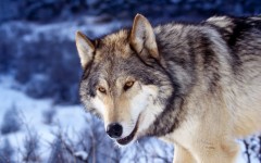 Desktop image. Animals. ID:35063